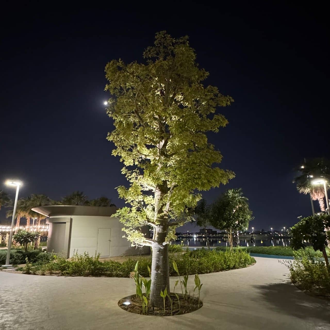 A lit tree at Dubai Mamzar Beach at night